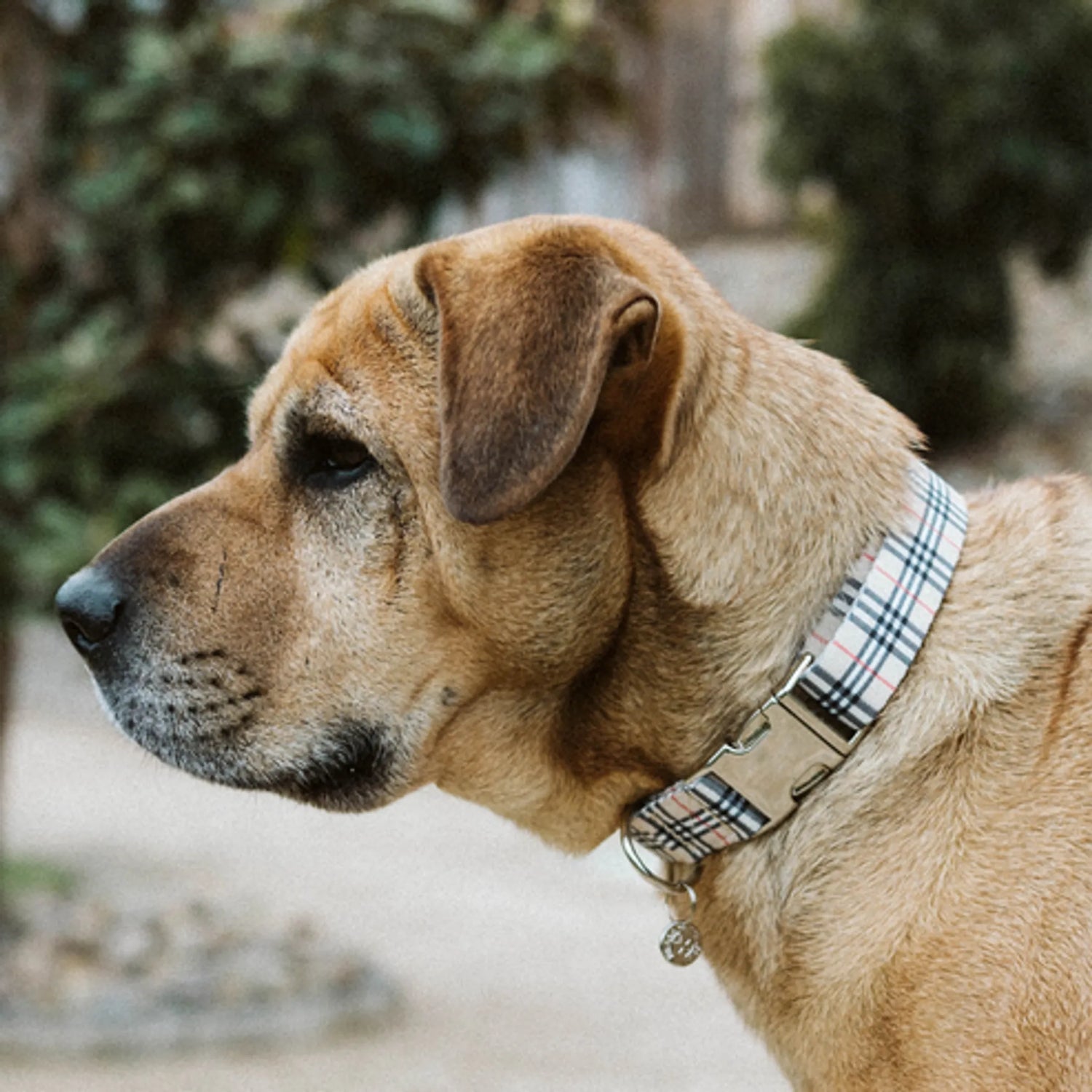 Collars